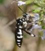 Thyreus sp.